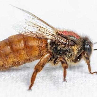 Hornsby Beekeeping